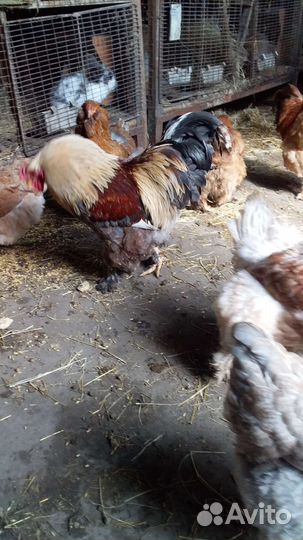 Инкубационное яйцо курочки брама