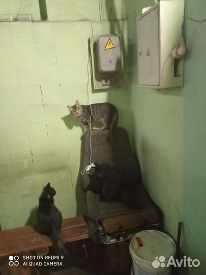 Котята в добрые руки бесплатно