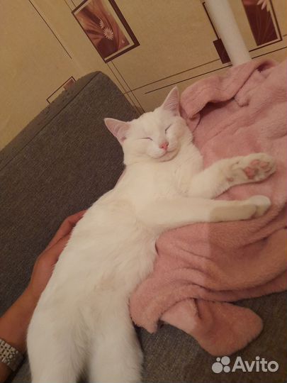 Кошка