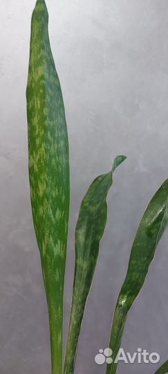 Сансевиерия