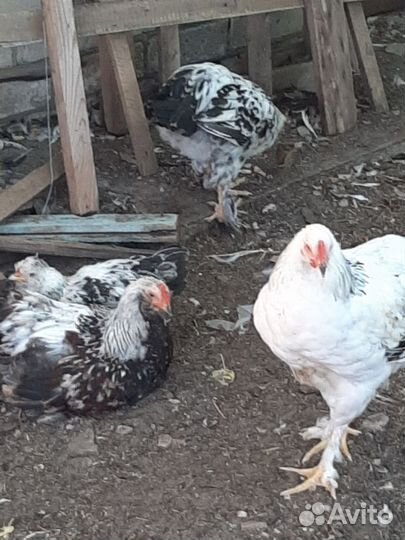 Молодые петухи