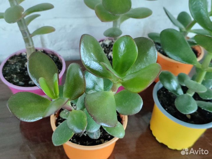 Денежное дерево толстянка