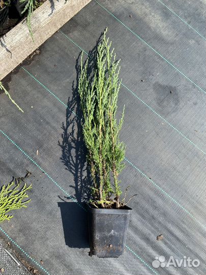 Можжевельник блю эрроу