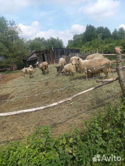 Овцы и бараны