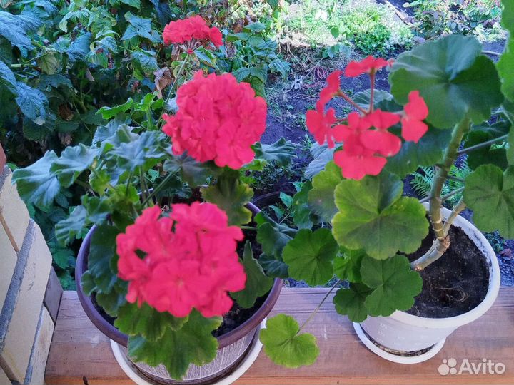 Комнатные растения