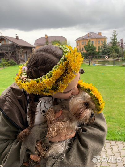 Выгул собак