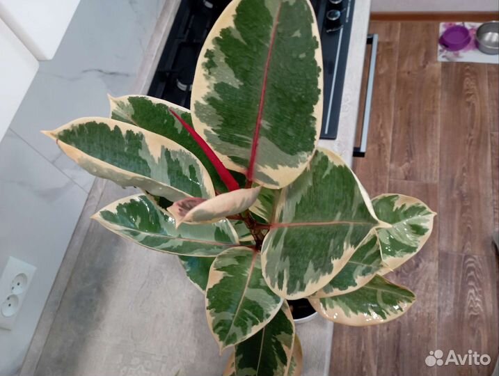 Фикус эластика тинеке вариегатный