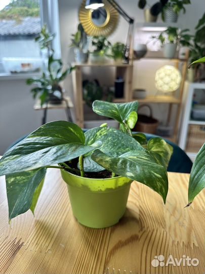 Сциндапсус эпипремнум