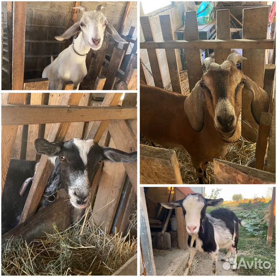 Продам коз