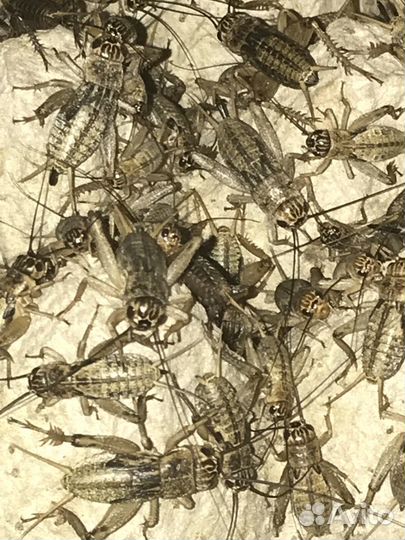 Корм для Стрижей. Сверчки, Тараканы мраморные