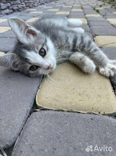 Кошка