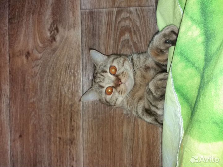 Кошки породистые бесплатно