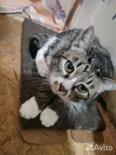 Котик, 13 лет, в добрые ручки