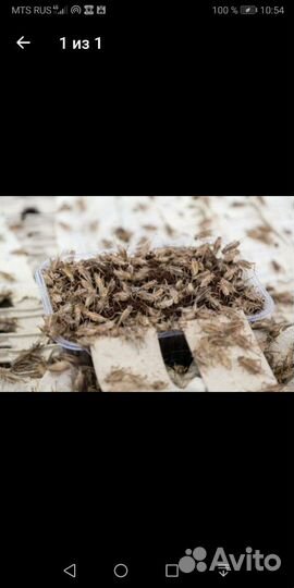 Корм для рептилий. сверчки