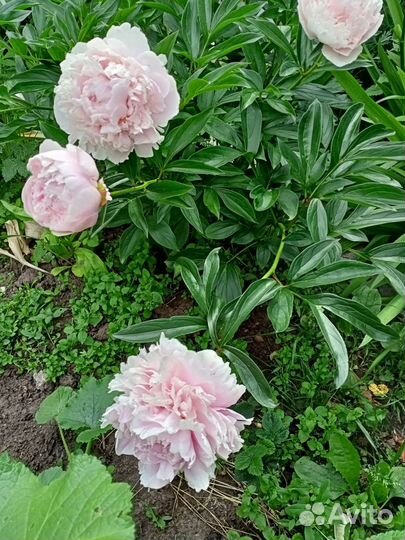 Пионы саженцы