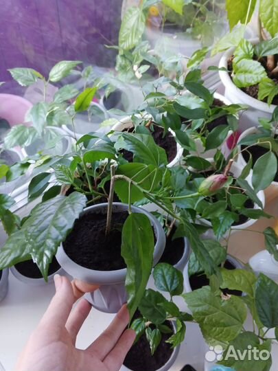 Гибискус махровый красный