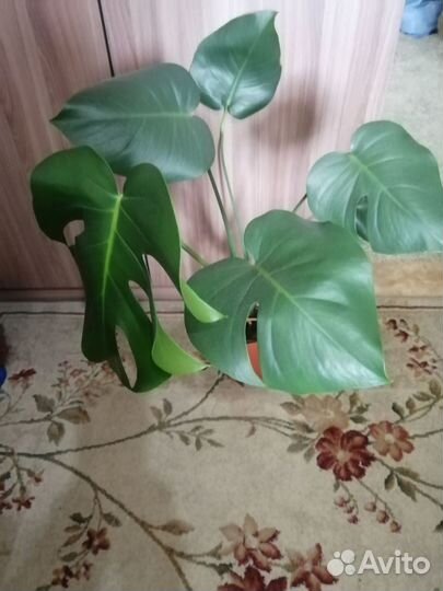 Комнатные цветы