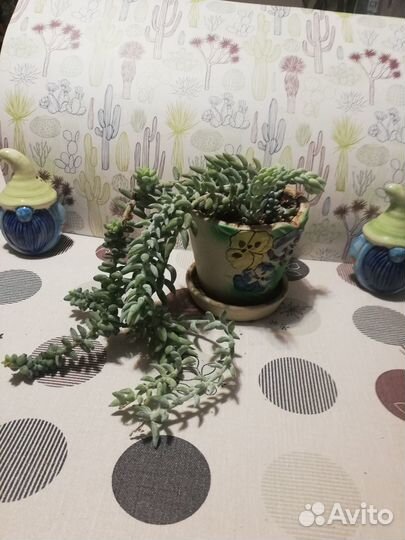 Суккуленты