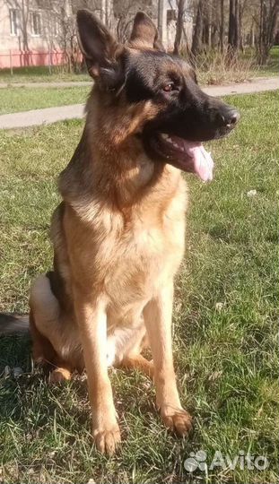 Немецкая овчарка вязка