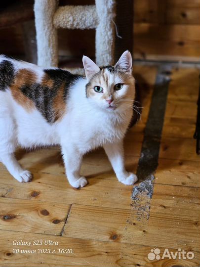 Трехцветная кошечка в дар