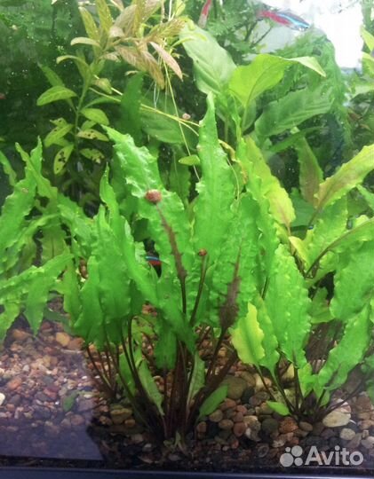Аквариумные растения