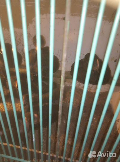 Циплята. Индоутята