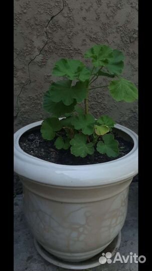 Горшок для цветов