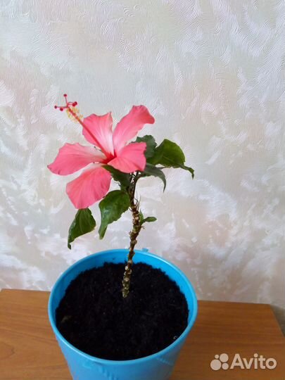 Гибискус (китайская роза)