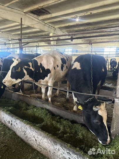 Нетели голштинской породы