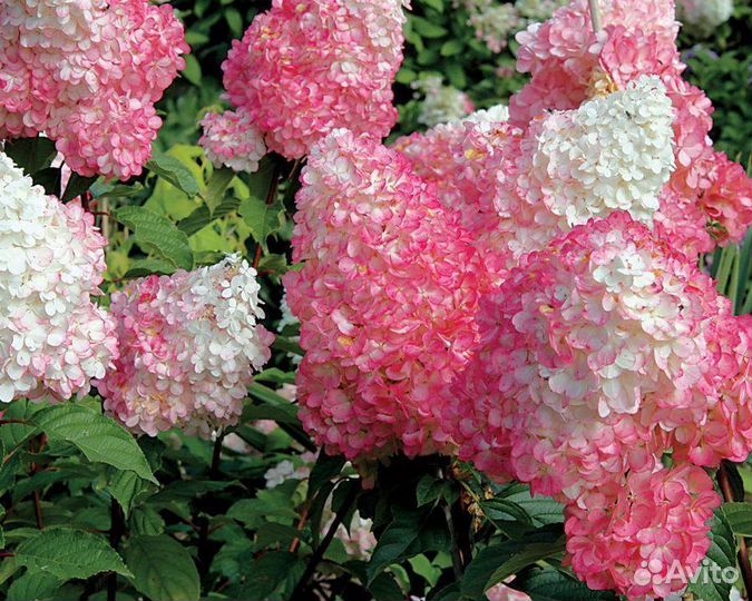 Гортензия метельчатая