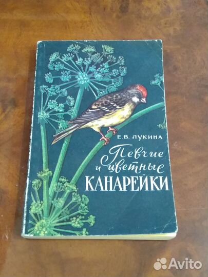 Певчие и цветные канарейки