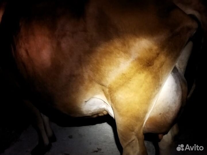 Джерси первотелка