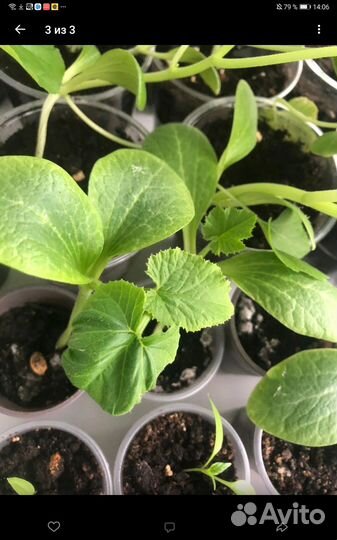 Рассада овощей и цветов