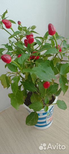 Перец комнатный острый