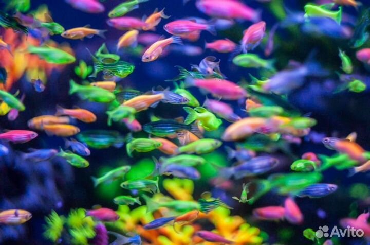 Светящиеся рыбки все цвета, другие Ассортимент
