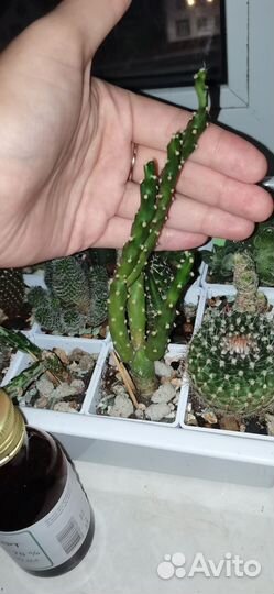 Гиминакалициум