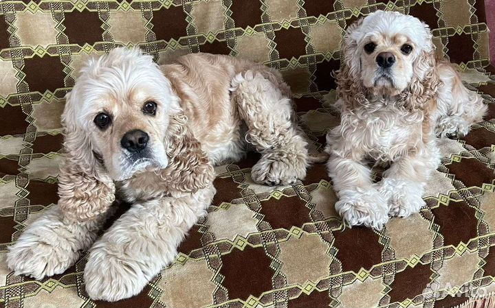 Кокер спаниель