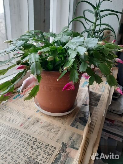 Декабрист шлюмбергера