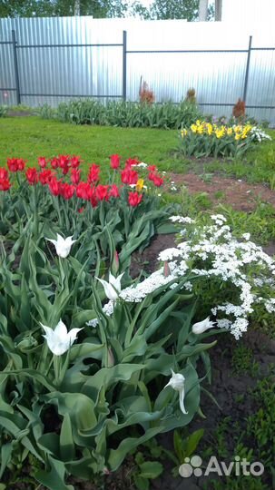 Тюльпаны луковицы