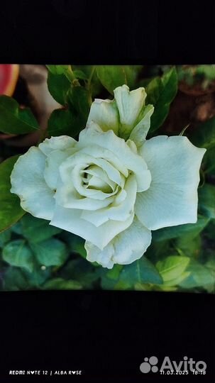 Саженец розы