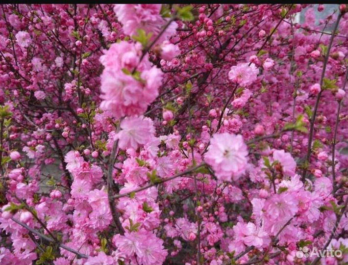 Сакура саженцы