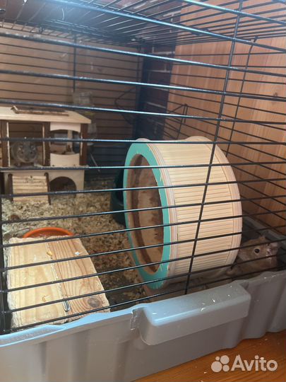 Белки Дегу Мальчик и девочка с Клеткой +