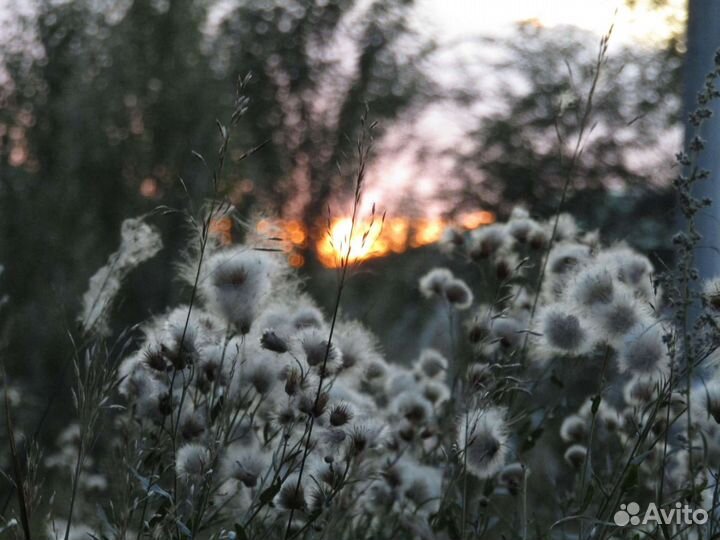 Canon PowerShot sx430 is