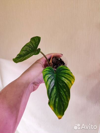 Филодендрон мамей