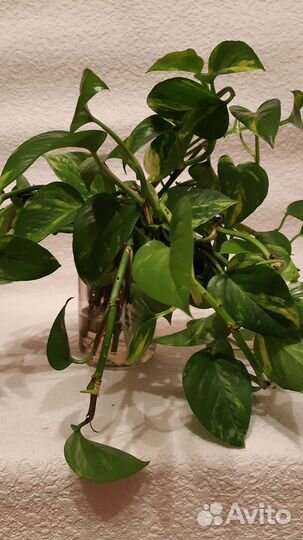 Сциндапсус