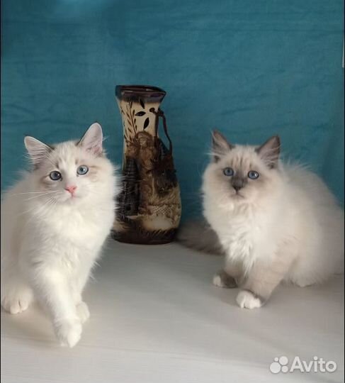 Невские Маскарадные котята