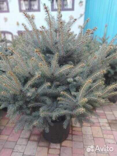 Ель голубая в горшке