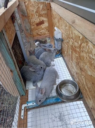 Крольчата 2,5 месяца