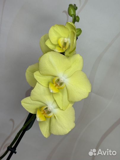 Орхидея фаленопсис