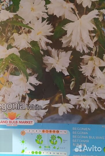 Бегонии в горшках